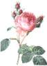 rosa_centifolia-s.jpg
