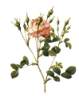rubiginosa_anemone-flora.jpg