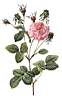 rosa_gallica_agatha_incarnata.jpg