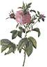 rosa_gallica_agatha_prolifera.jpg