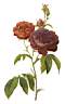 rosa_gallica_pvm.jpg