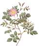 rosa_malmundariensis.jpg