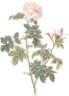 rosa_orbessanea-s.jpg